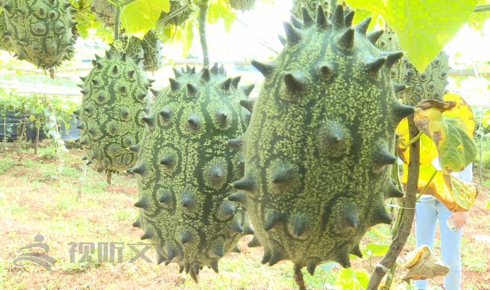 黄灿灿浑身刺快尝尝这个非洲籍怪物