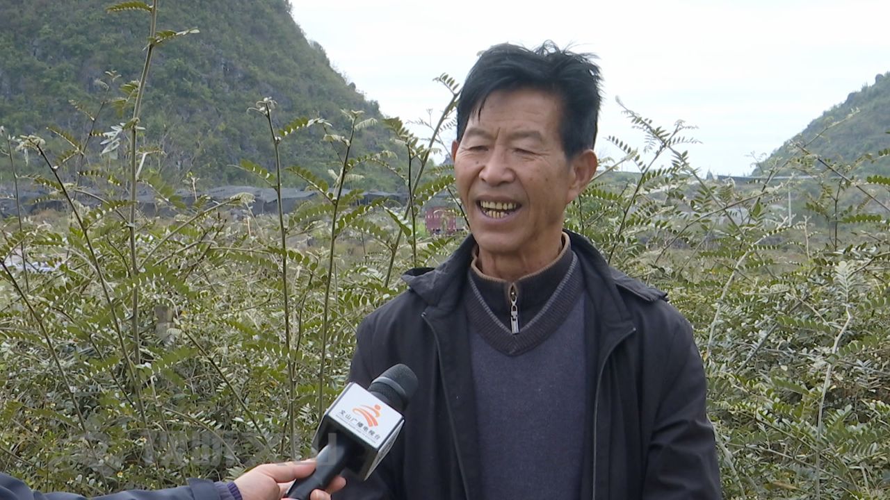 文山之干丨山变青产业兴西畴县唱响山字经破题乡村振兴